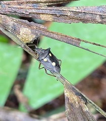 Dalpada trimaculata