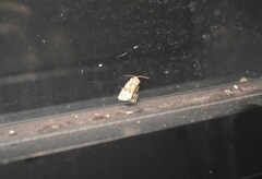 Meropleon diversicolor