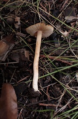 Inocybe roseifolia