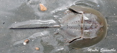 Tachypleus gigas