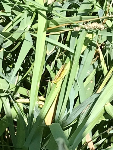 Graceful Sedge Grasshopper photo 5