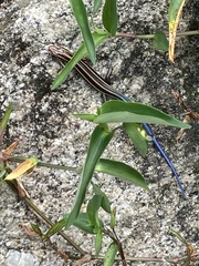 Plestiodon finitimus