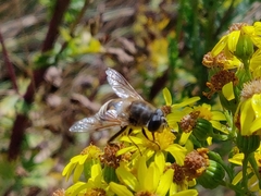 Eristalina