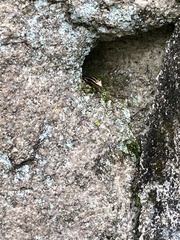 Plestiodon finitimus