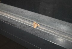 Mellilla xanthometata