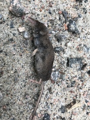 Sorex fumeus