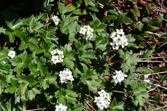 Anemonastrum polyanthes