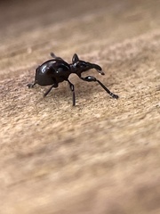 Rhynolaccus formicarius