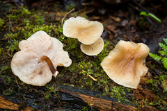 Filoboletus