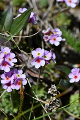 Androsace sempervivoides