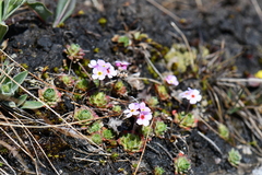 Androsace sempervivoides