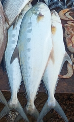 Scomberoides commersonnianus
