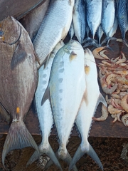 Scomberoides commersonnianus