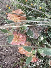 Tripterocalyx micranthus