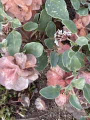 Tripterocalyx micranthus