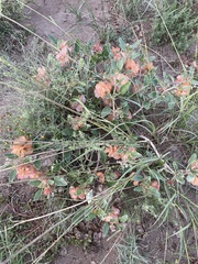 Tripterocalyx micranthus