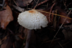 Lepiota apatelia