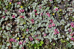 Potentilla purpurea