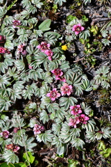 Potentilla purpurea