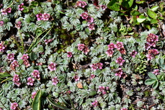 Potentilla purpurea
