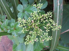 Causonis japonica