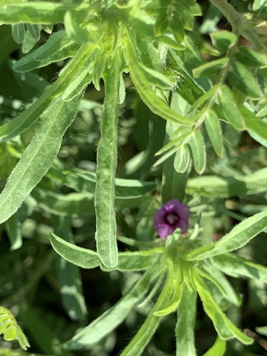Ipomoea polymorpha iNat (2)