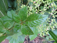 Causonis japonica