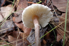 Lepiota apatelia