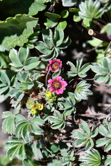 Potentilla purpurea