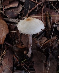 Lepiota apatelia