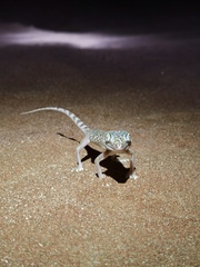 Stenodactylus doriae