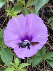 Xylocopa abbotti