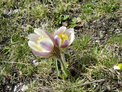 Pulsatilla vernalis