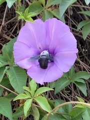 Xylocopa abbotti