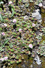 Androsace sempervivoides