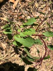 Deeringia amaranthoides