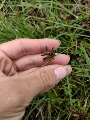 Cyperus sanguinolentus