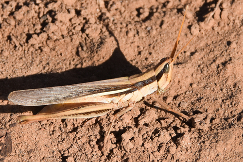 Two-striped Mermiria photo 4