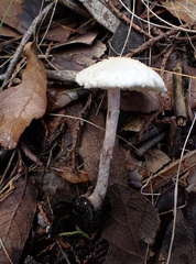 Lepiota apatelia