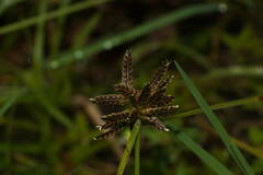 Cyperus sanguinolentus