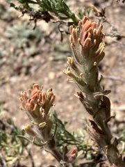 Castilleja praeterita