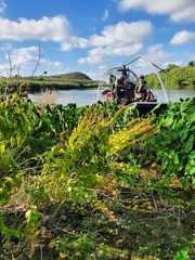 Physostegia correllii