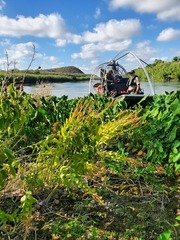 Physostegia correllii