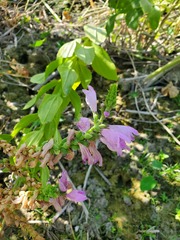 Physostegia correllii