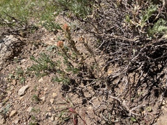 Castilleja praeterita