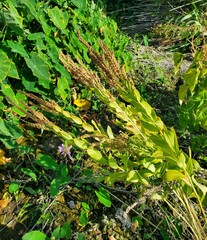 Physostegia correllii
