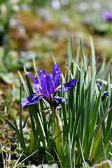 Iris kemaonensis