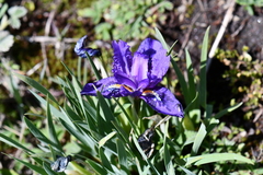 Iris kemaonensis