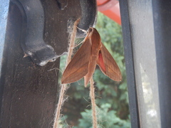 Theretra alecto