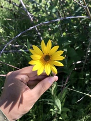 Helianthus nuttallii